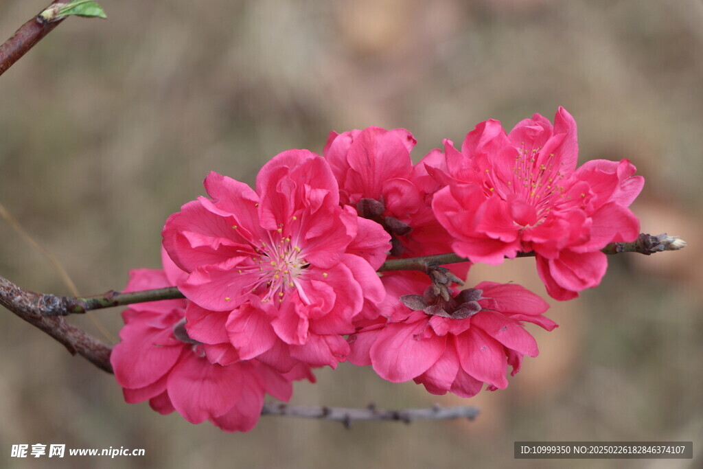 桃花