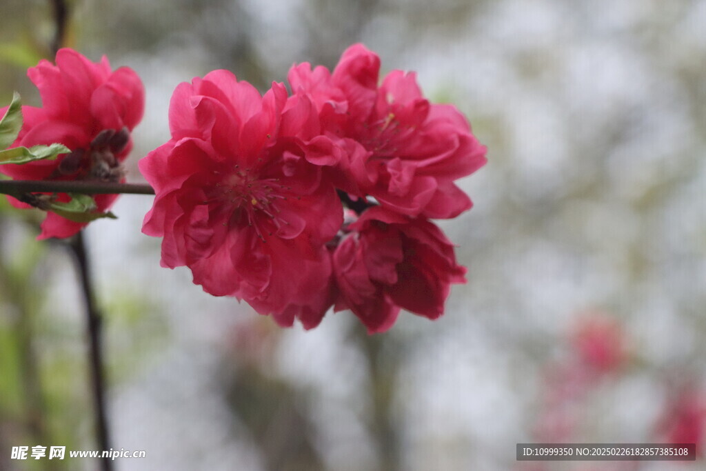 桃花