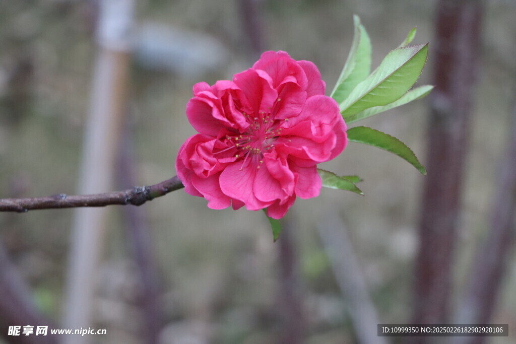 桃花