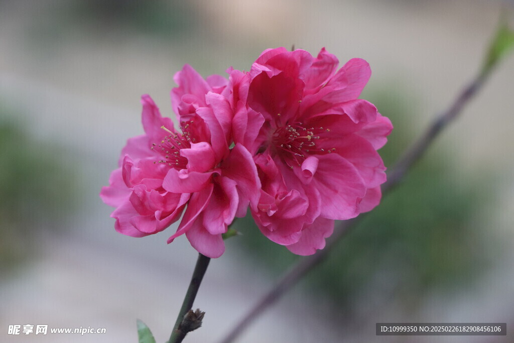 桃花