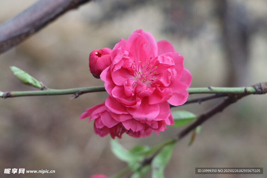 桃花