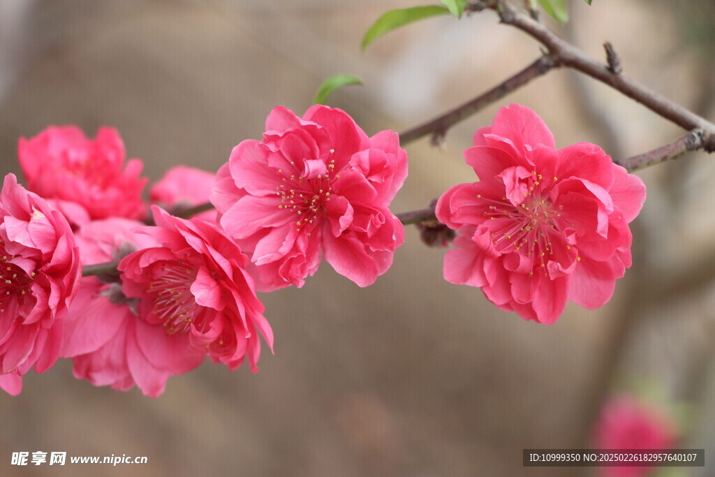 桃花
