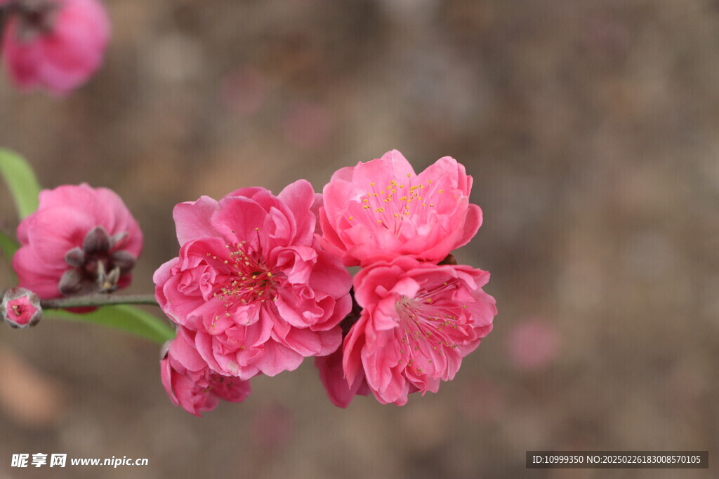 桃花