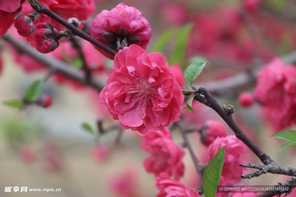桃花