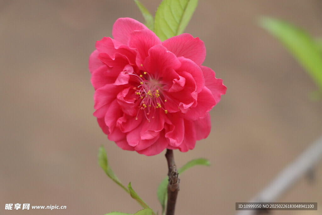 桃花