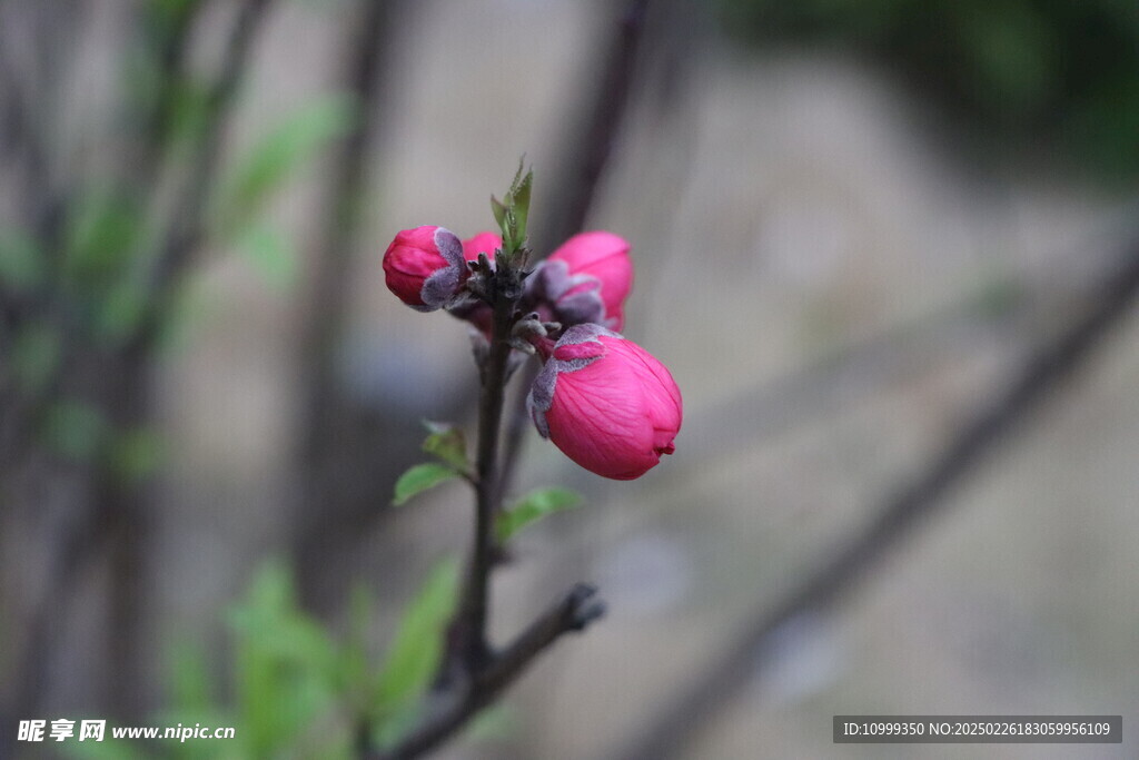 桃花