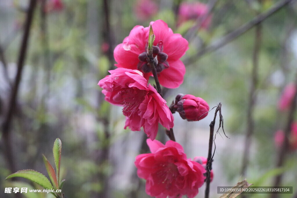 桃花