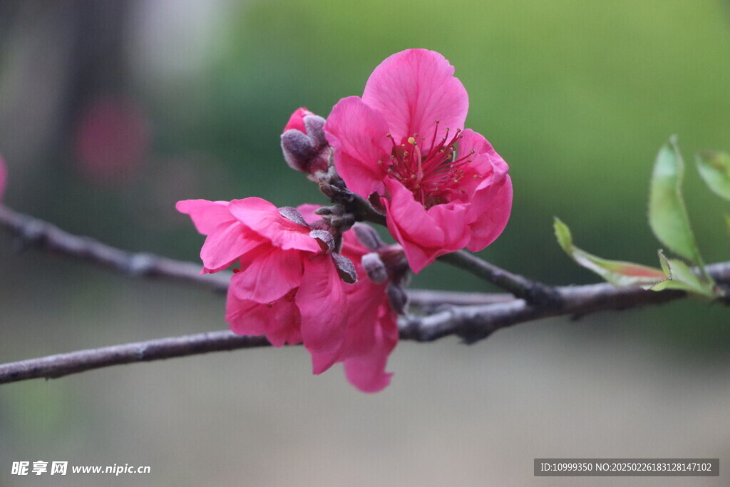 桃花