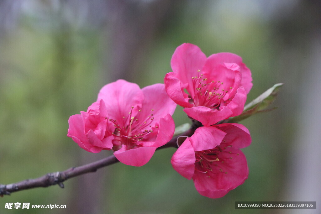 桃花