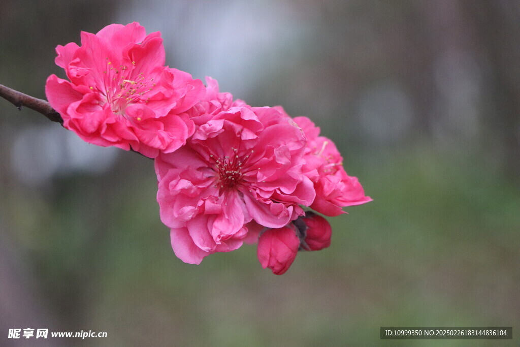 桃花盛开