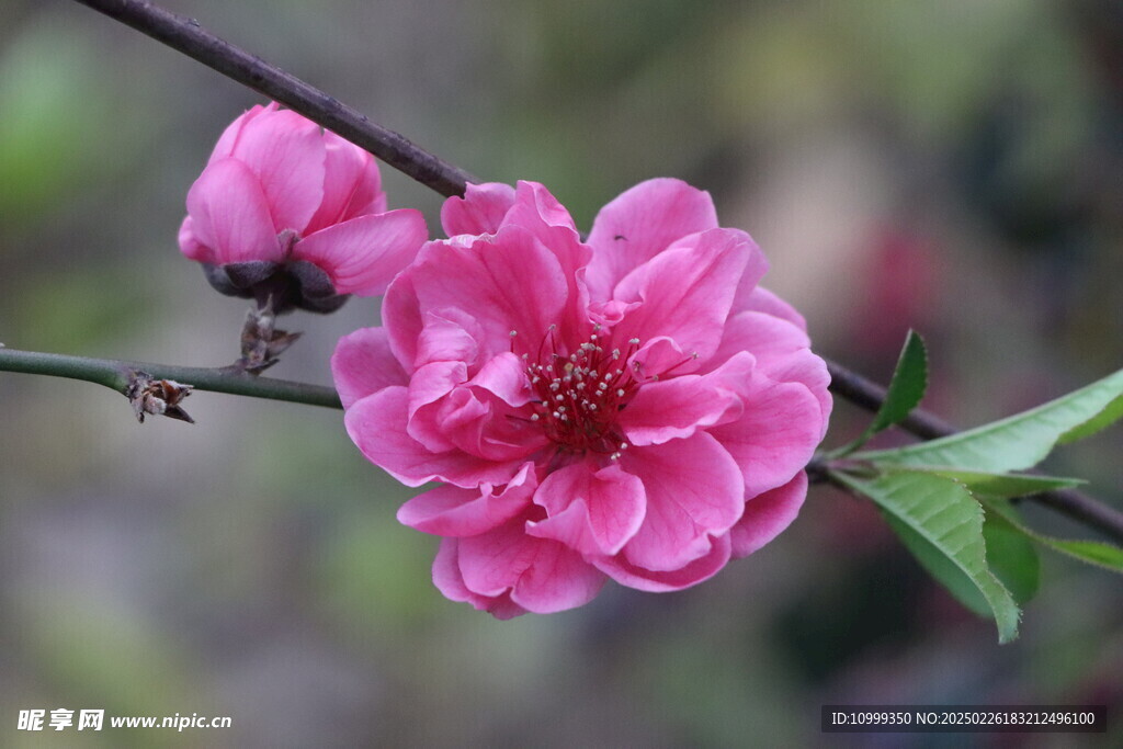 桃花