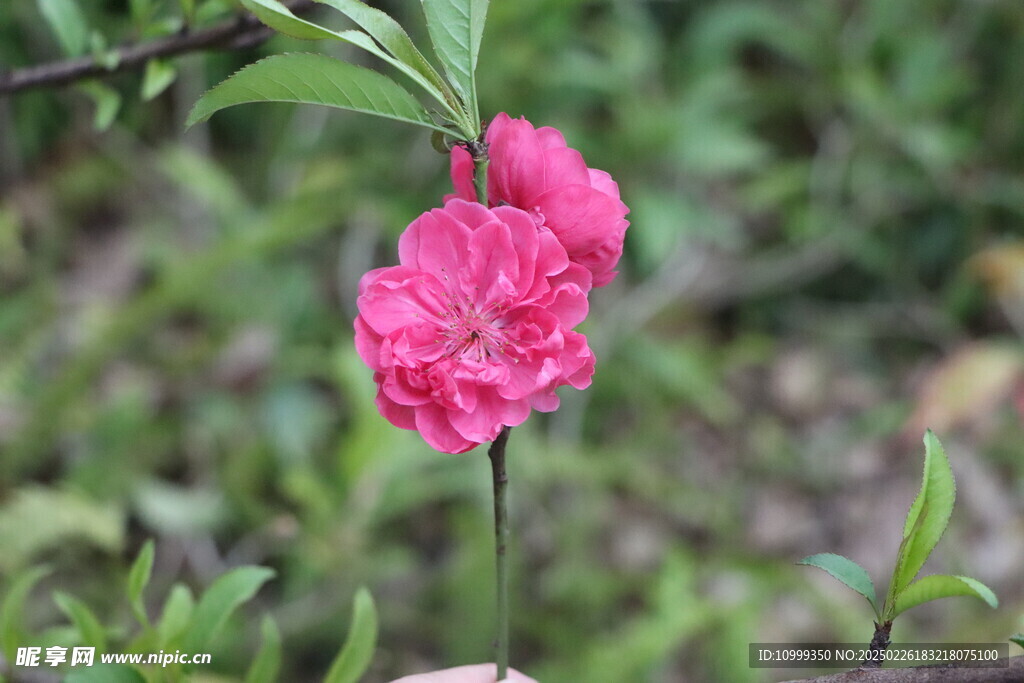 桃花