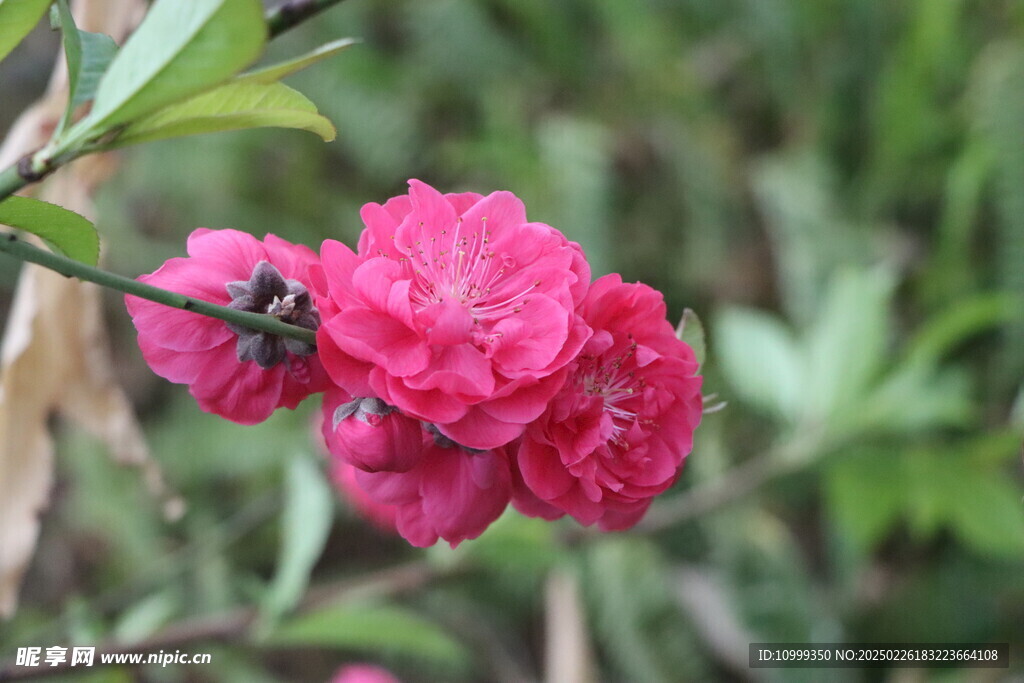 桃花