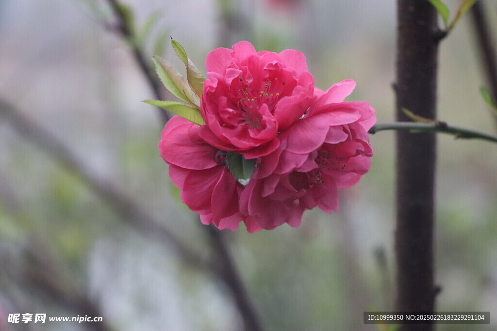 桃花