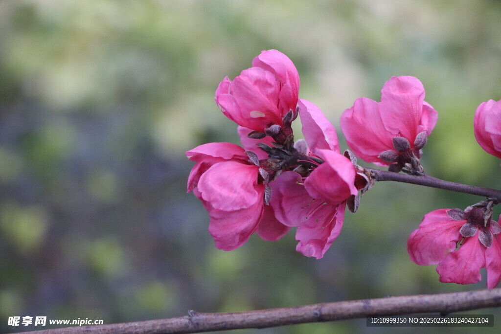 桃花