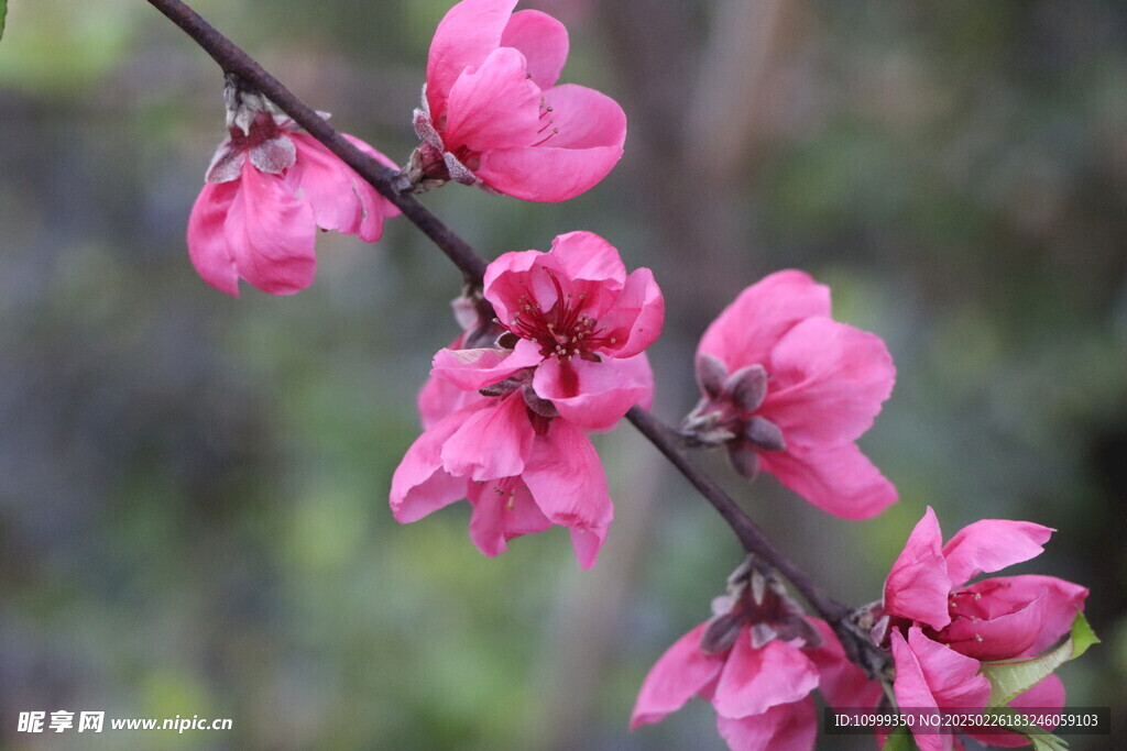 桃花