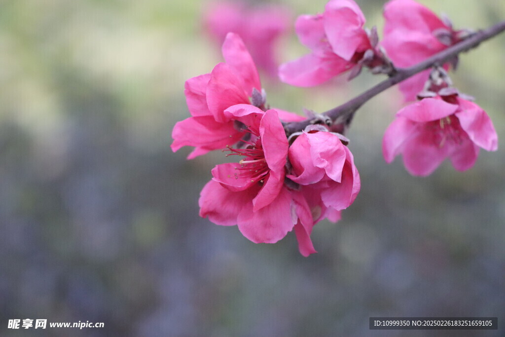 桃花