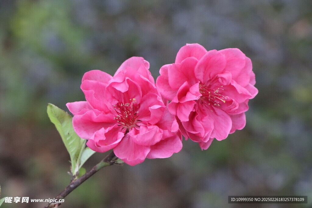 桃花
