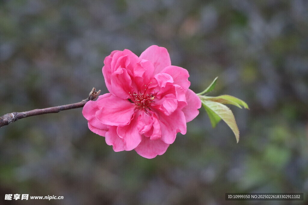 桃花