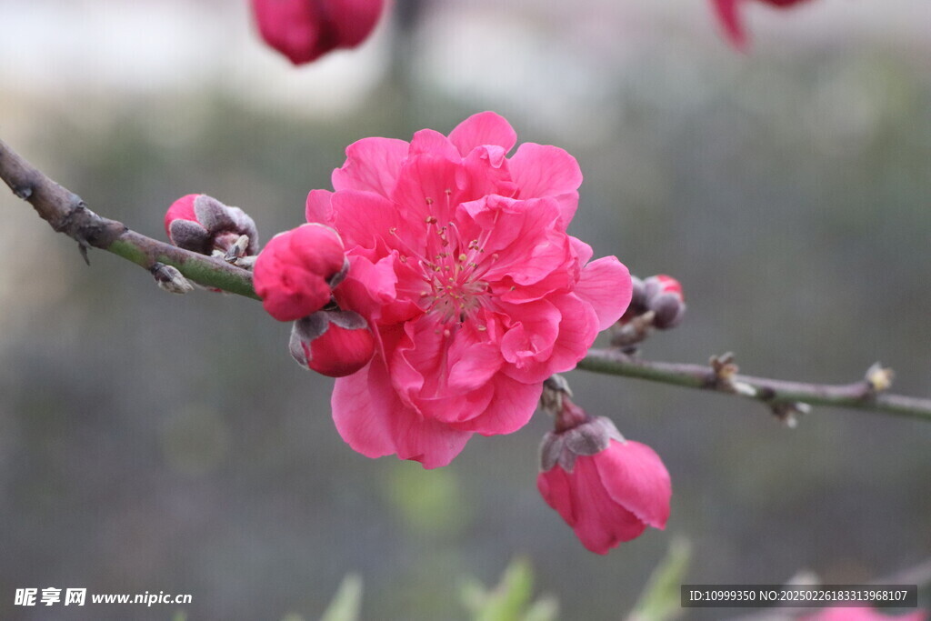 桃花