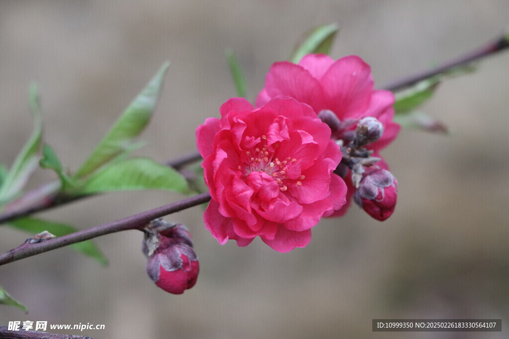 桃花