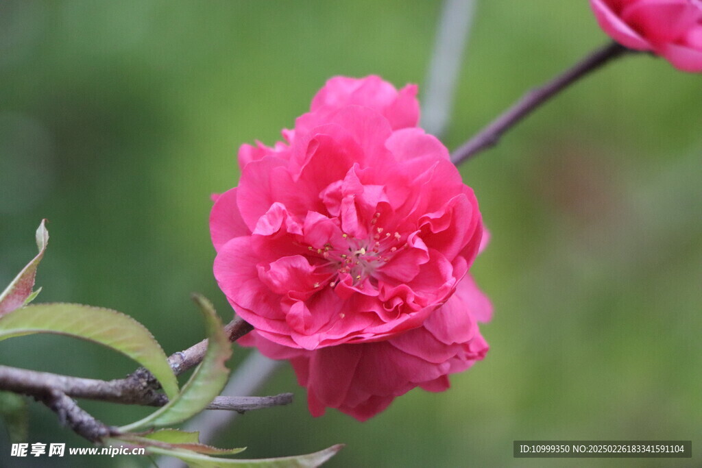 桃花