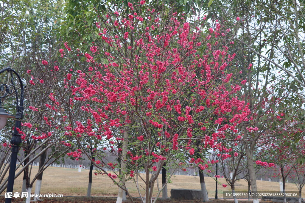 桃花盛开