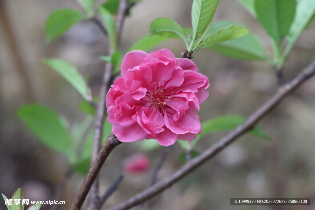 桃花
