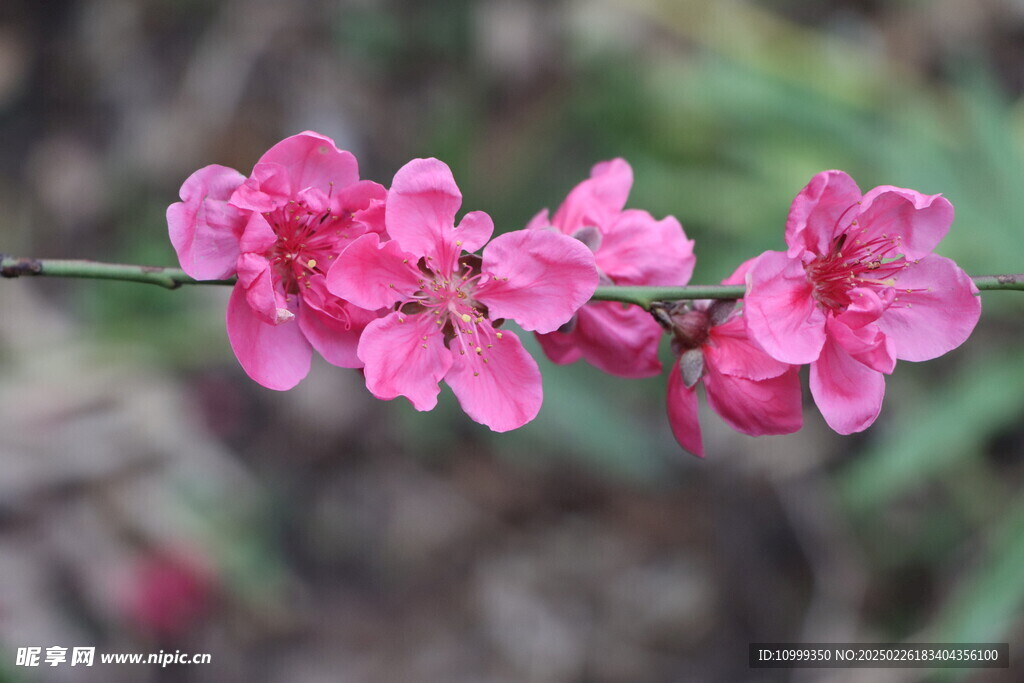 桃花