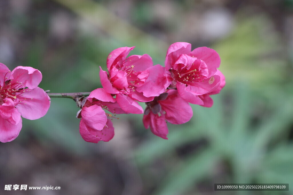 桃花