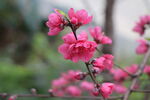 桃花盛开