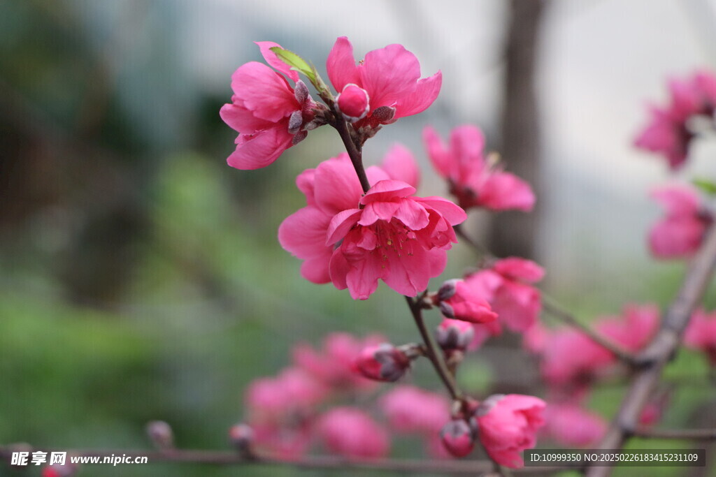 桃花盛开