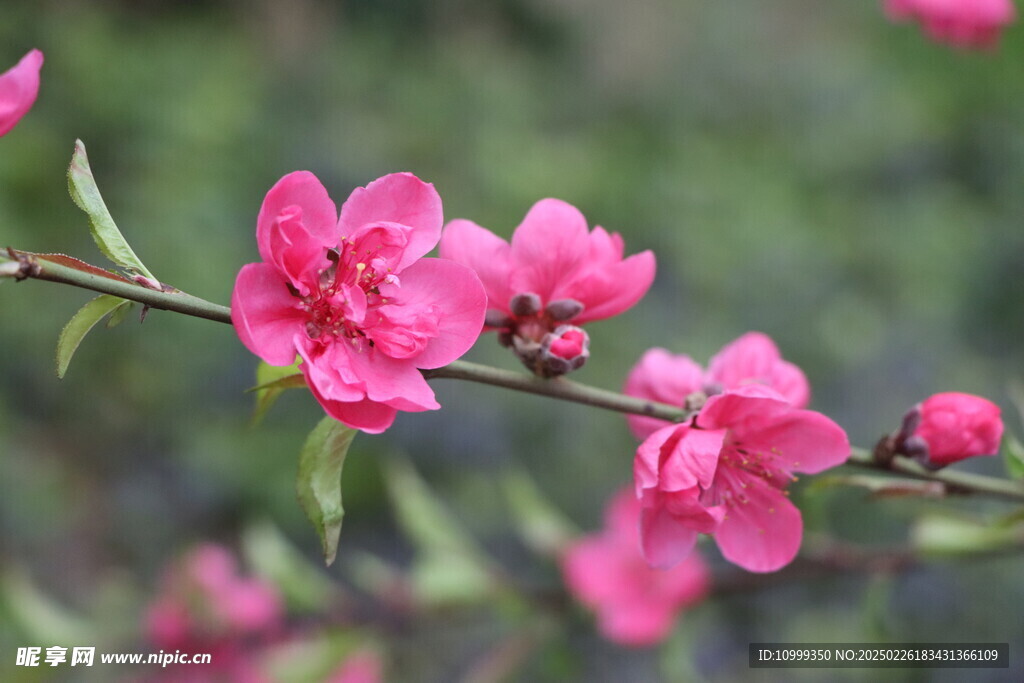 桃花