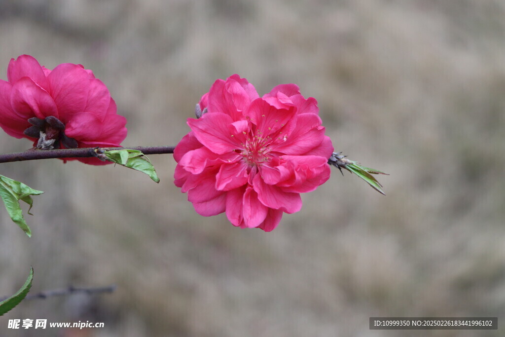 桃花