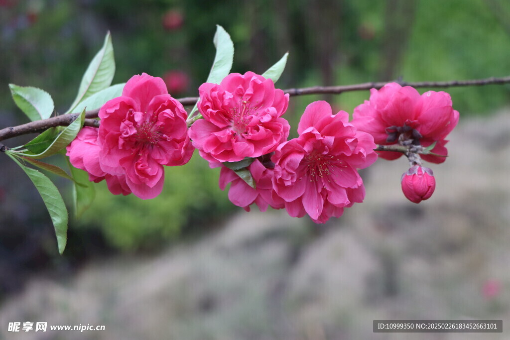 桃花