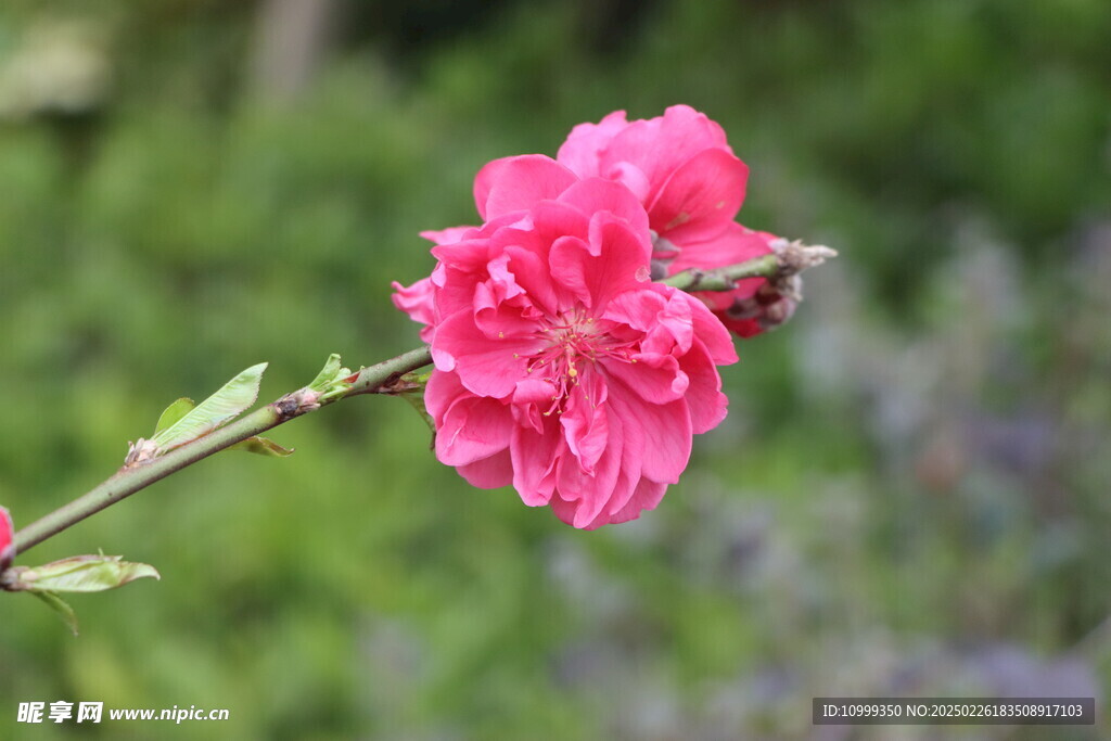 桃花