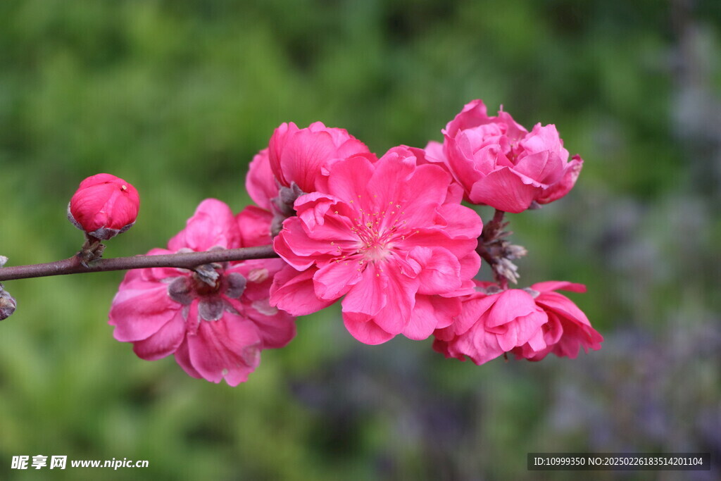 桃花