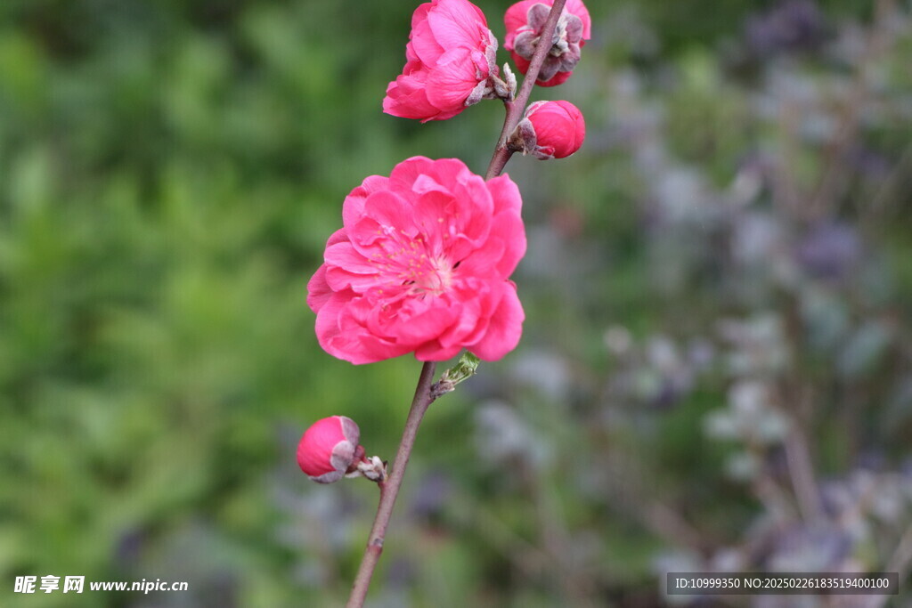桃花