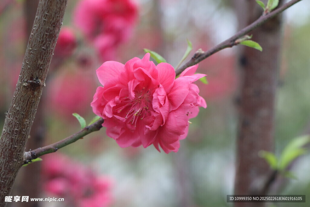 桃花