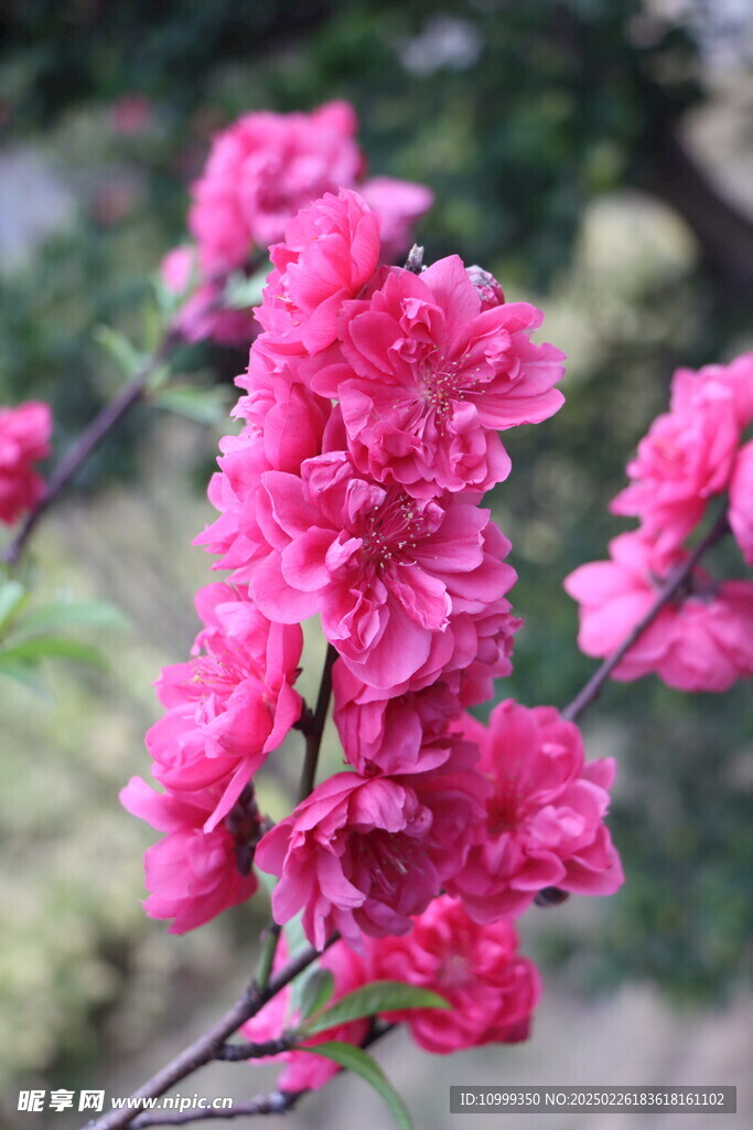桃花盛开