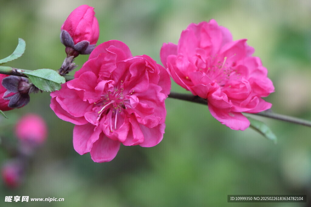 桃花