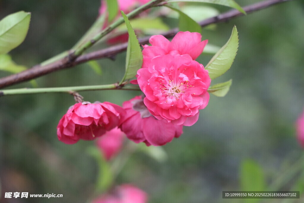 桃花