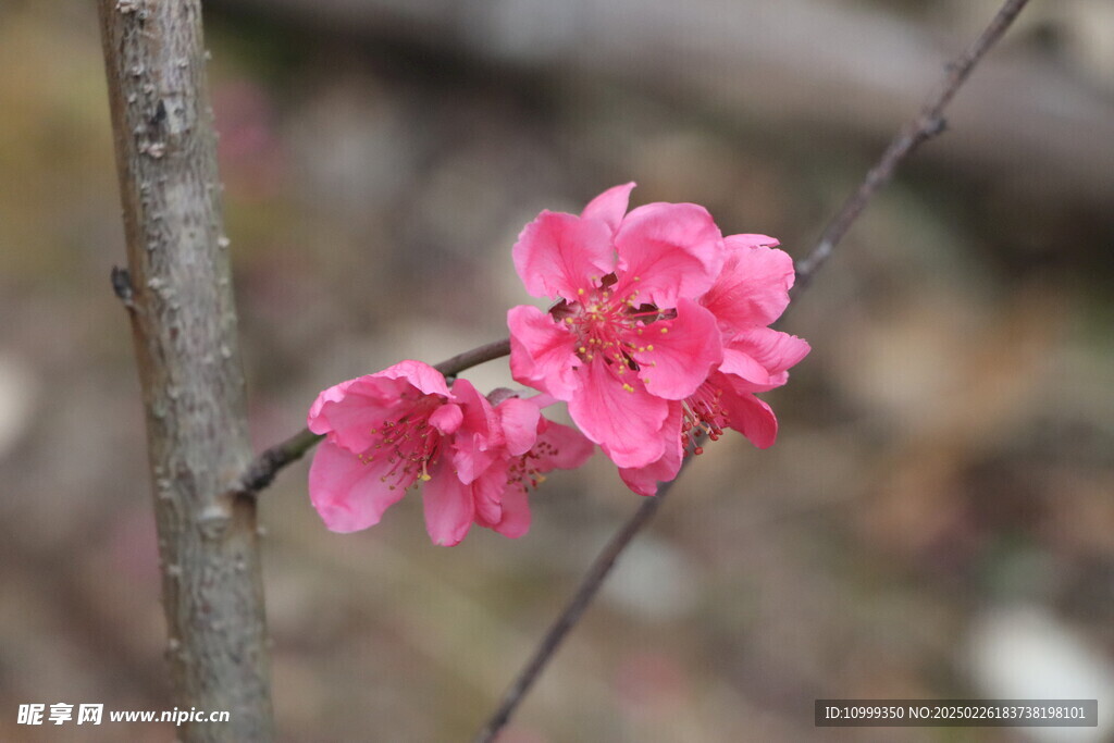 桃花