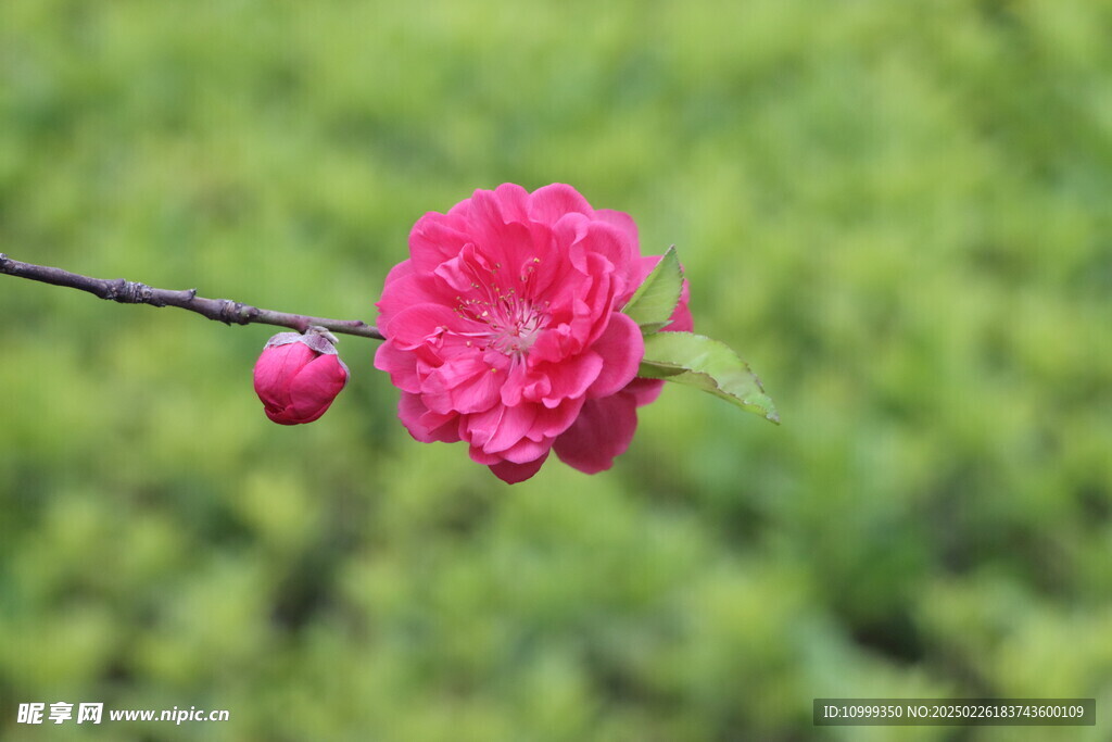 桃花