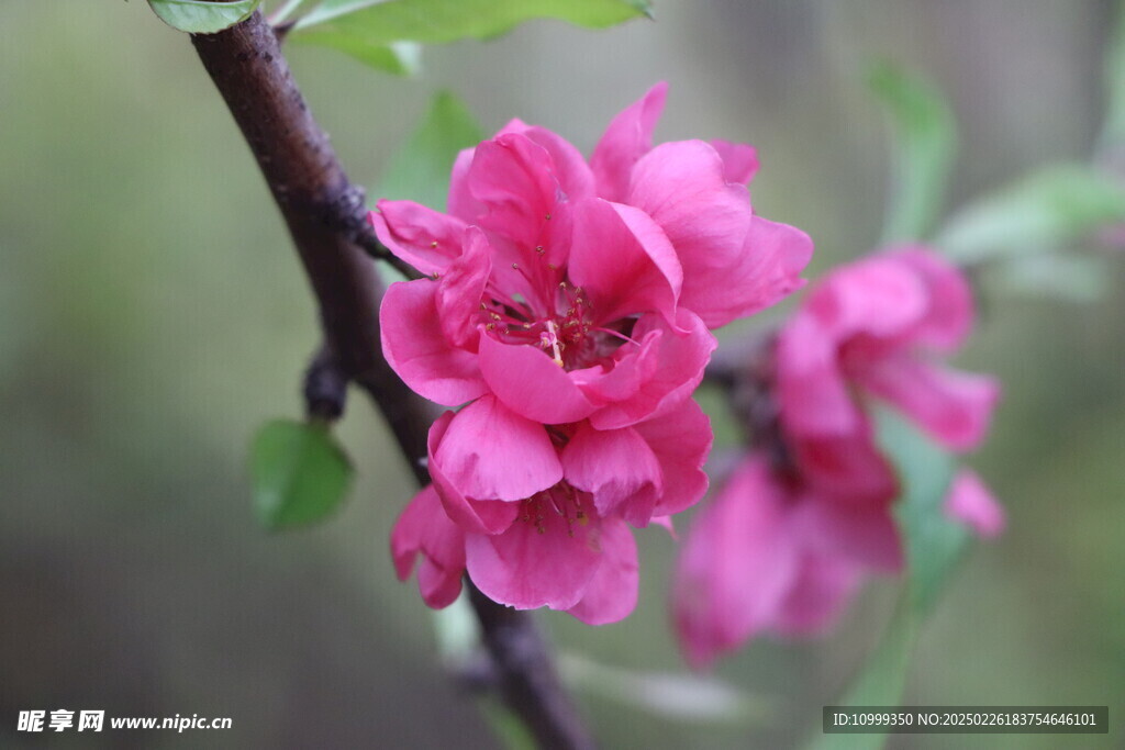 桃花