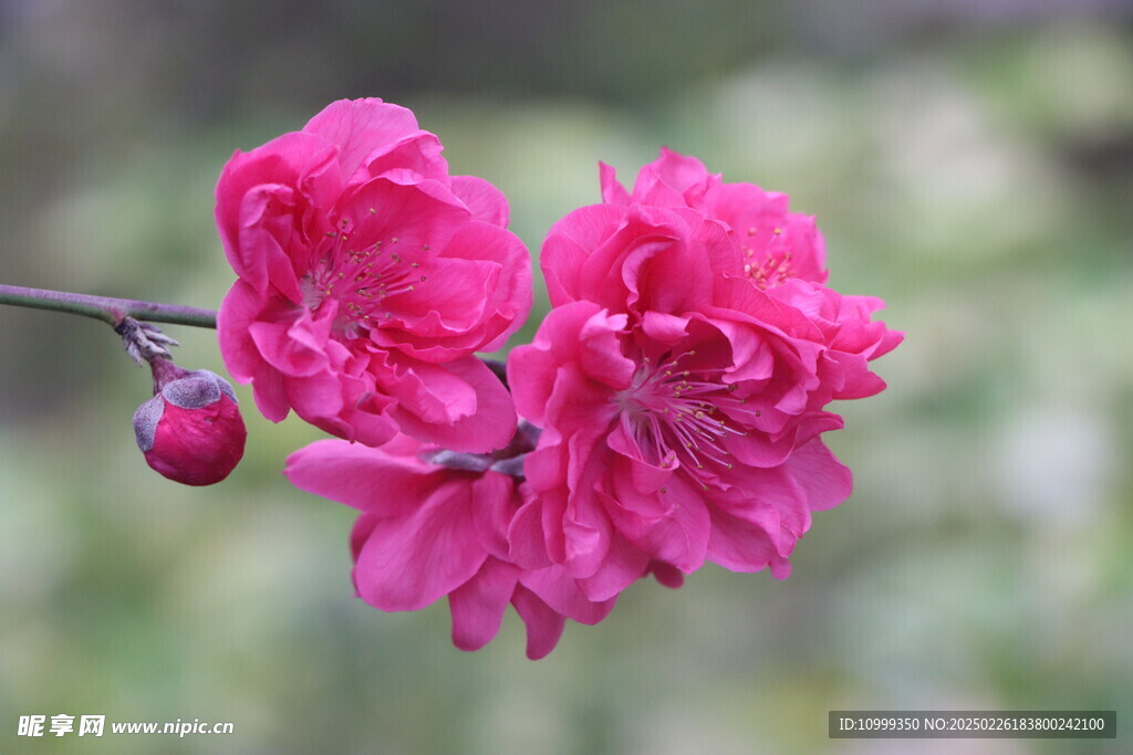 桃花