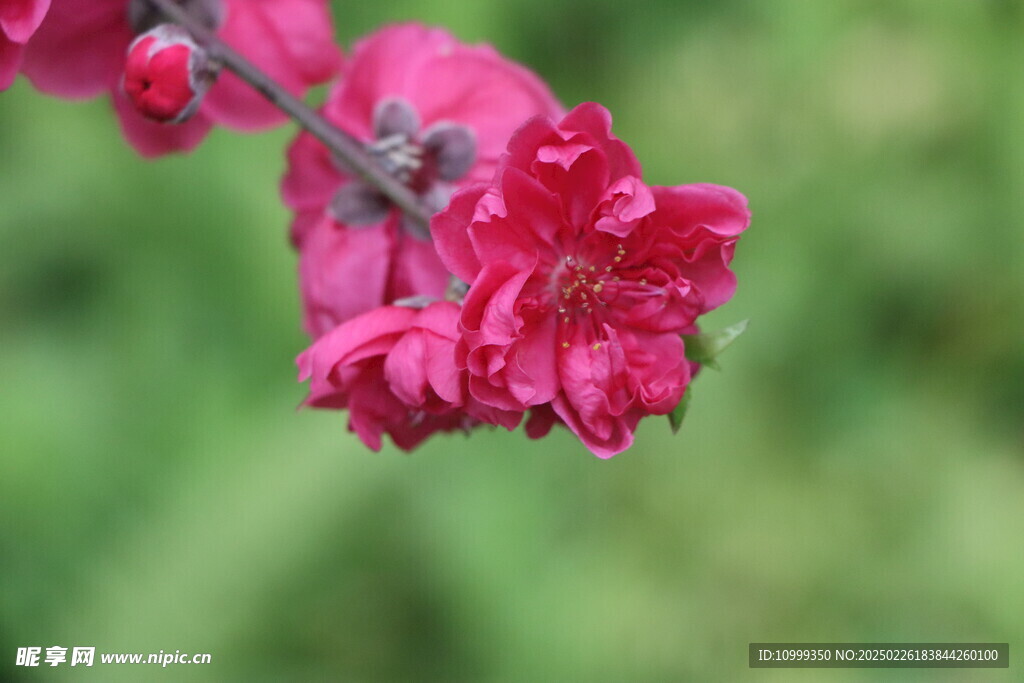 桃花