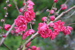 桃花盛