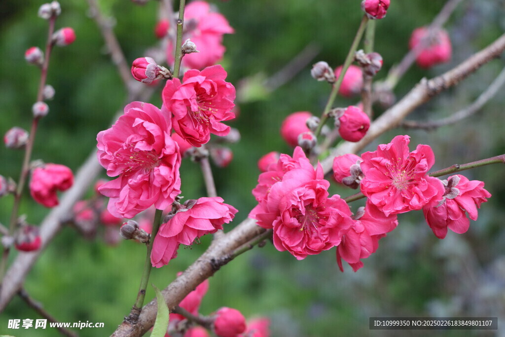 桃花盛