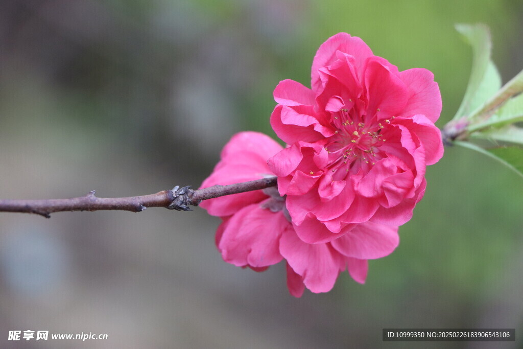 桃花